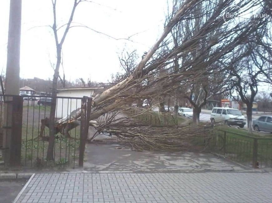 Поваленые деревья и оборванные провода: появились фото последствий шторма в Мариуполе