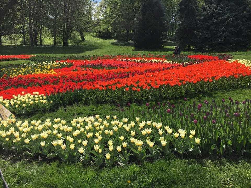 В Киеве на Певческом поле откроют выставку тюльпанов