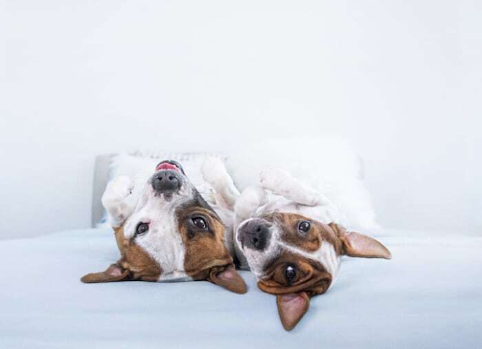 Лапы вверх: 13 фото собак, которые веселятся в необычных позах