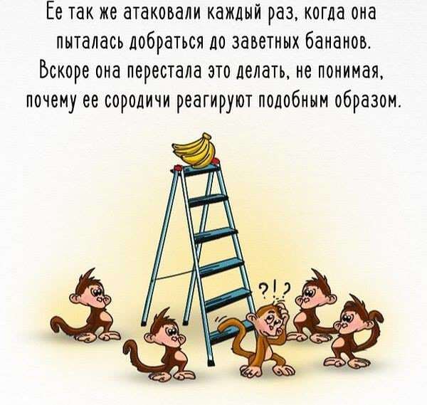 "Так заведено": в сети показали, как "борются" с коррупцией на примере обезьян