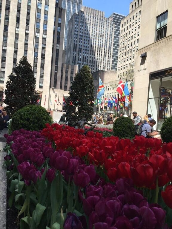 Тюльпаны на улицах Нью-Йорка: потрясающие фото