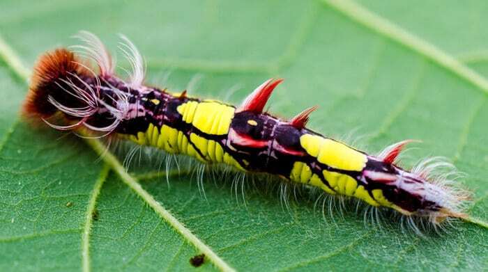 Превращение гусениц в прекрасных бабочек и мотыльков: поразительные фото