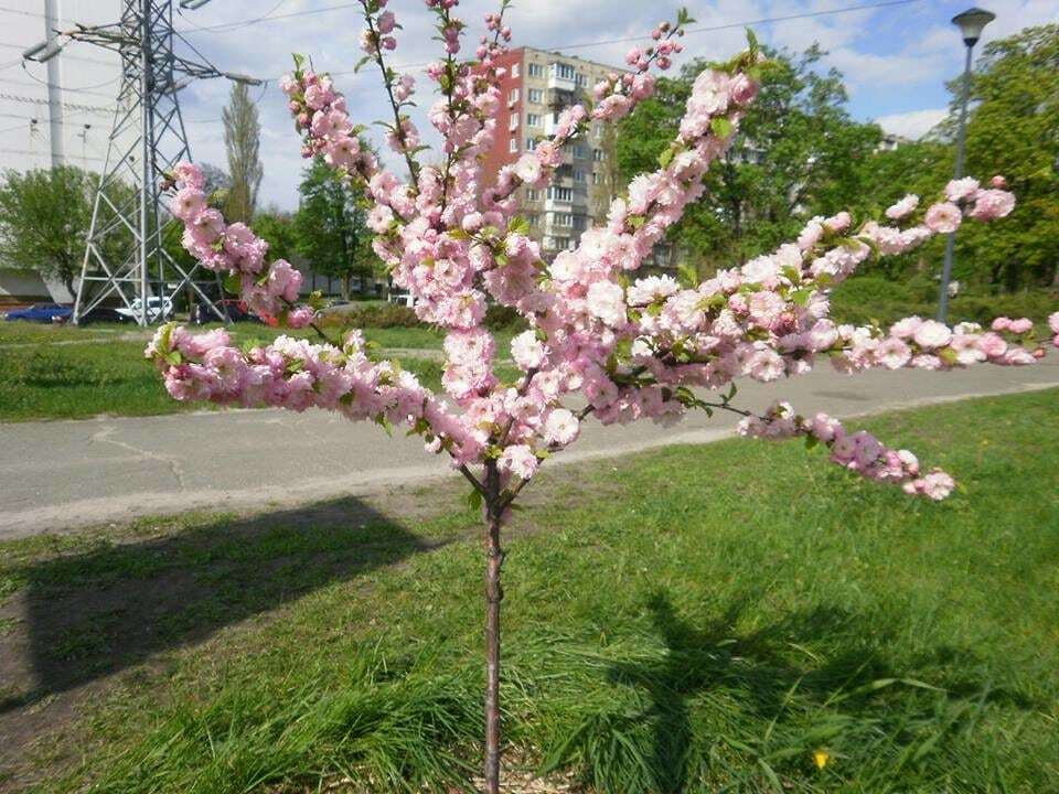 В Киеве зацвела аллея сакур: опубликованы фото