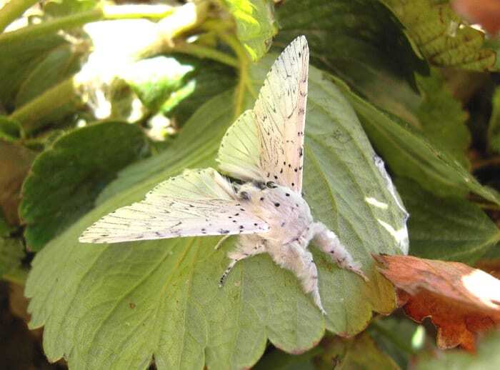 Превращение гусениц в прекрасных бабочек и мотыльков: поразительные фото