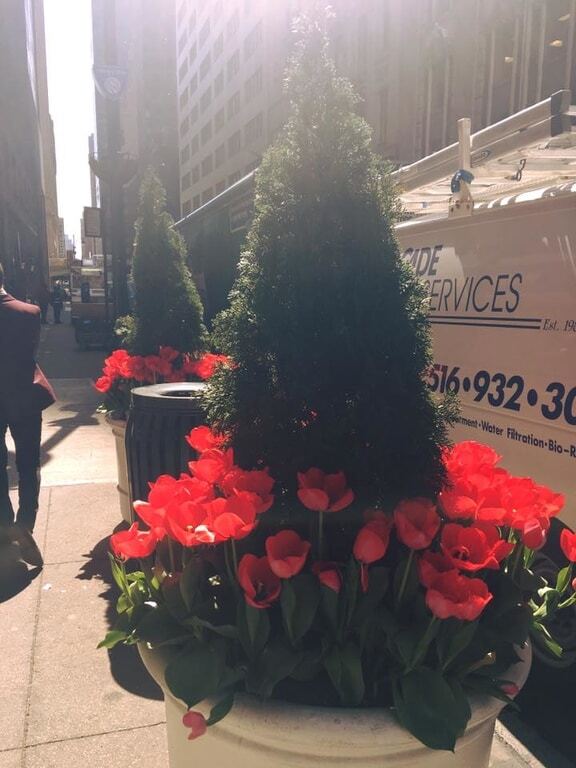 Тюльпаны на улицах Нью-Йорка: потрясающие фото