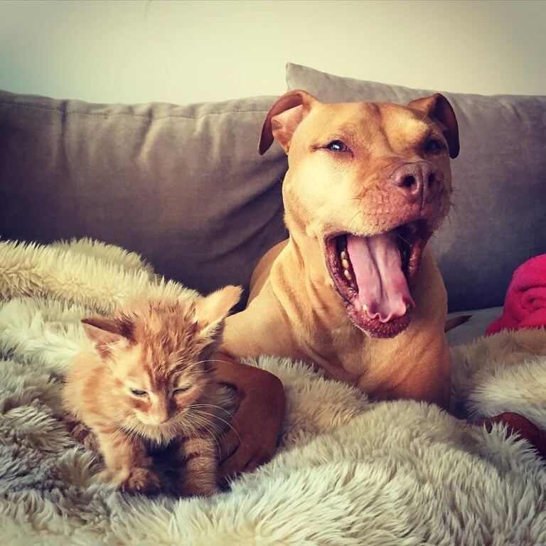 Питбуль полюбил рыжего котенка как дочь: опубликованы фото