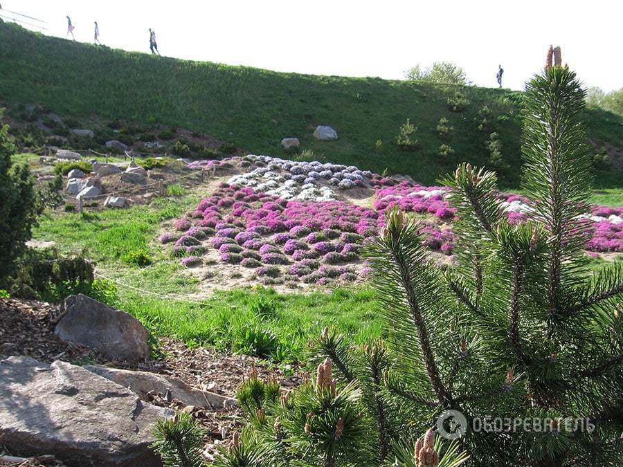 В Киеве в ботаническом саду зацвела сирень: опубликованы фото