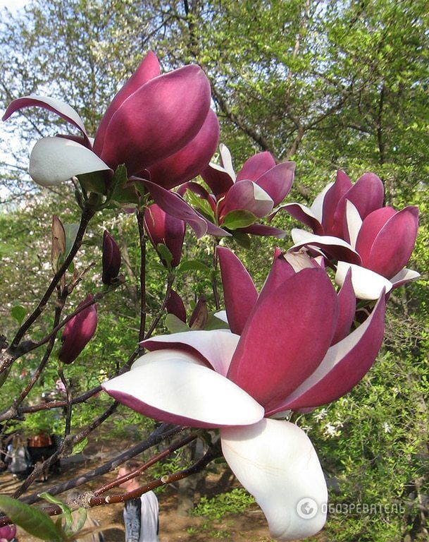 У Києві в ботанічному саду зацвів бузок: опубліковані фото