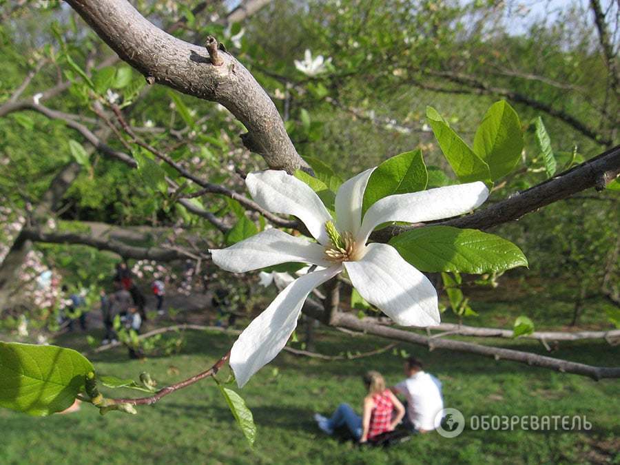 В Киеве в ботаническом саду зацвела сирень: опубликованы фото