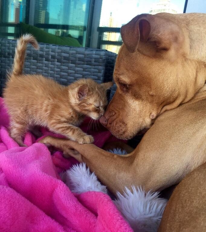 Питбуль полюбил рыжего котенка как дочь: опубликованы фото
