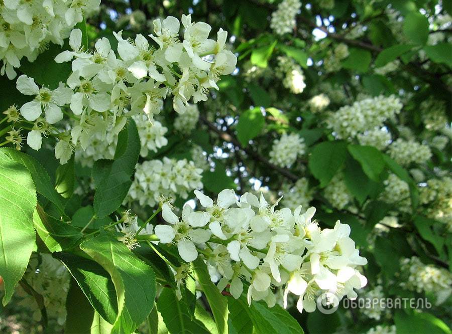 У Києві в ботанічному саду зацвів бузок: опубліковані фото