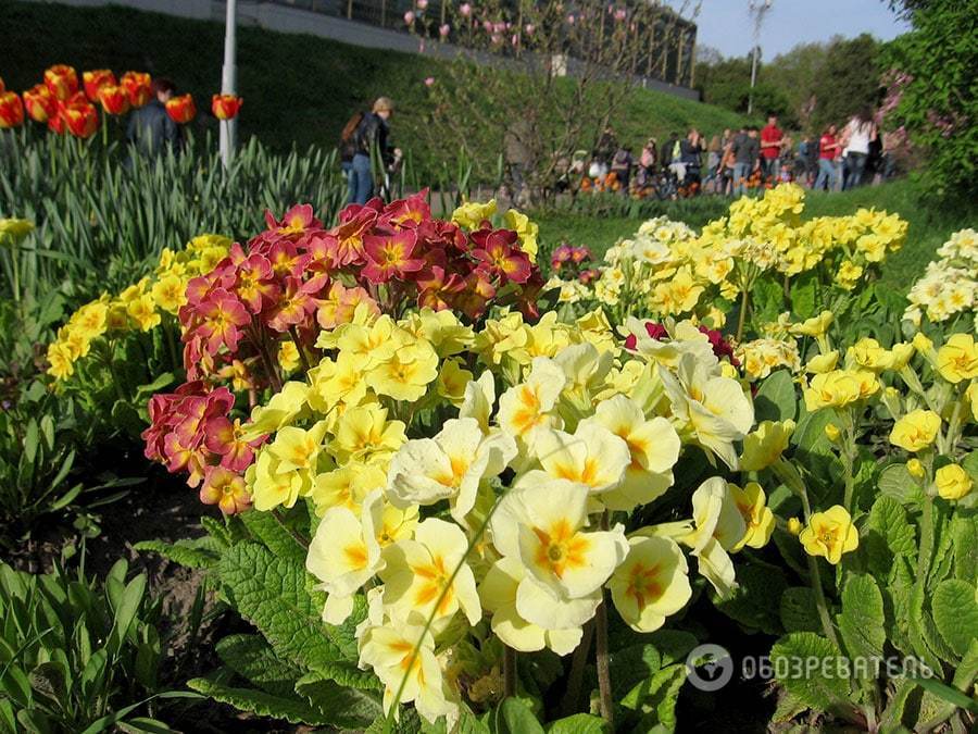 В Киеве в ботаническом саду зацвела сирень: опубликованы фото