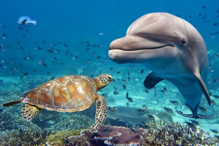 Фото Подводного Мира Океана И Морей