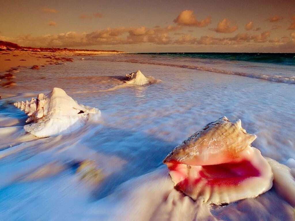 Дары моря: красочные снимки, от которых хочется в отпуск
