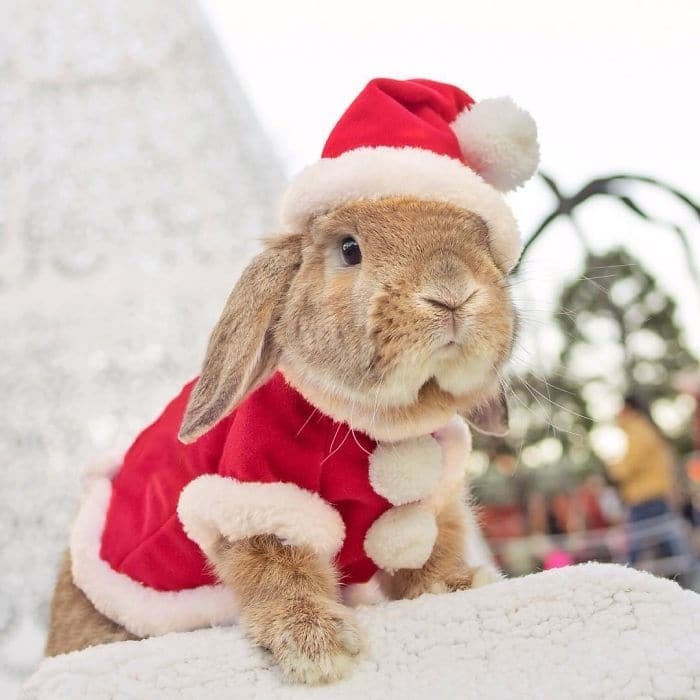 Главный модник Японии: 15 ярких фото кролика Пуй-Пуй