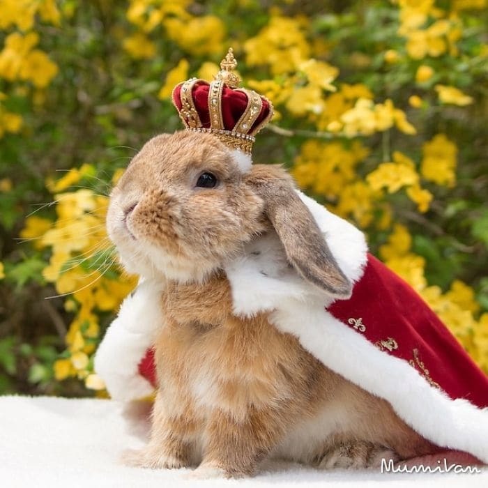 Главный модник Японии: 15 ярких фото кролика Пуй-Пуй