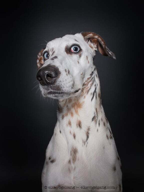 Вся гамма эмоций: опубликованы экспрессивные снимки собак немецкого фотографа