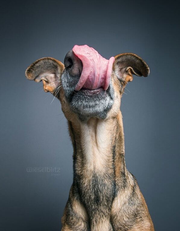 Вся гамма эмоций: опубликованы экспрессивные снимки собак немецкого фотографа