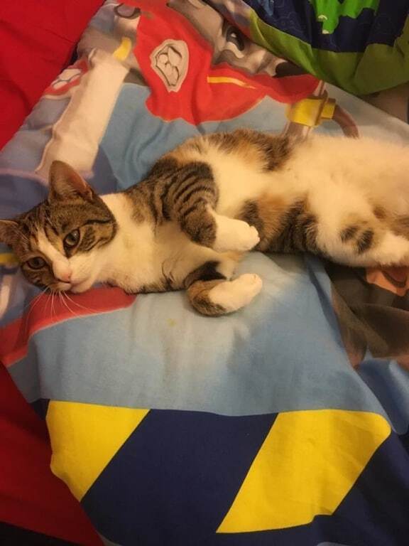 Когда жизнь в кайф: кошка Рори стала звездой сети благодаря одному видео