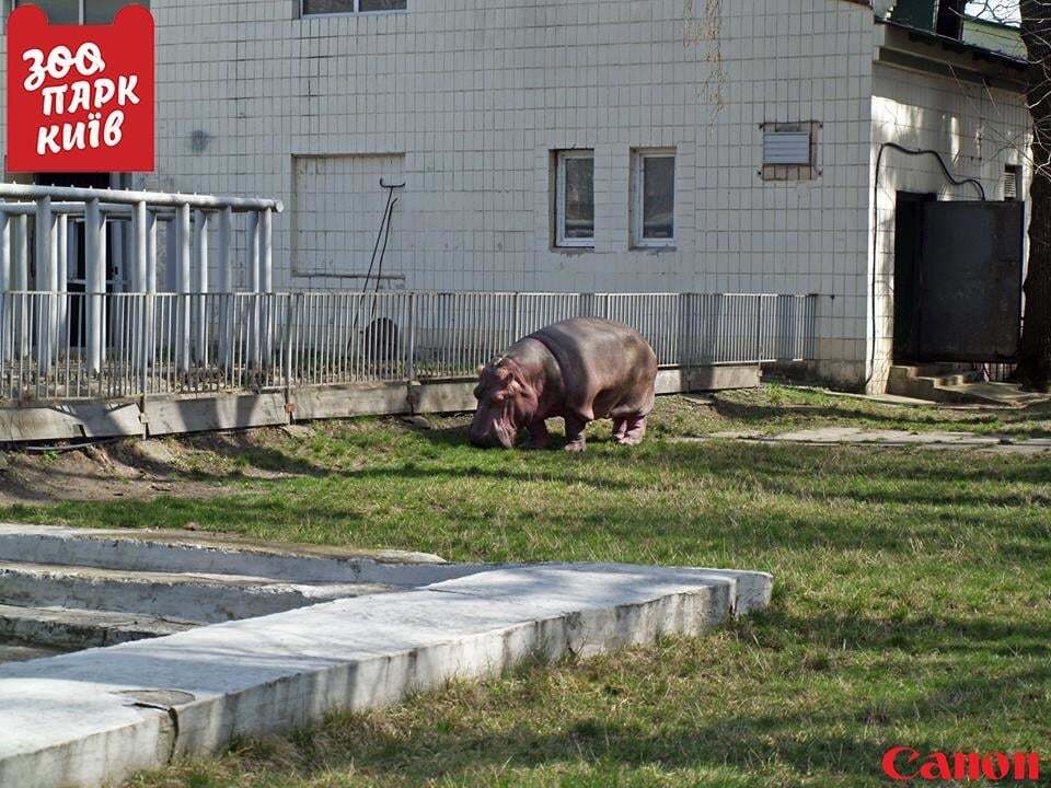 В киевском зоопарке бегемотиха-пенсионерка вышла на прогулку: опубликованы фото