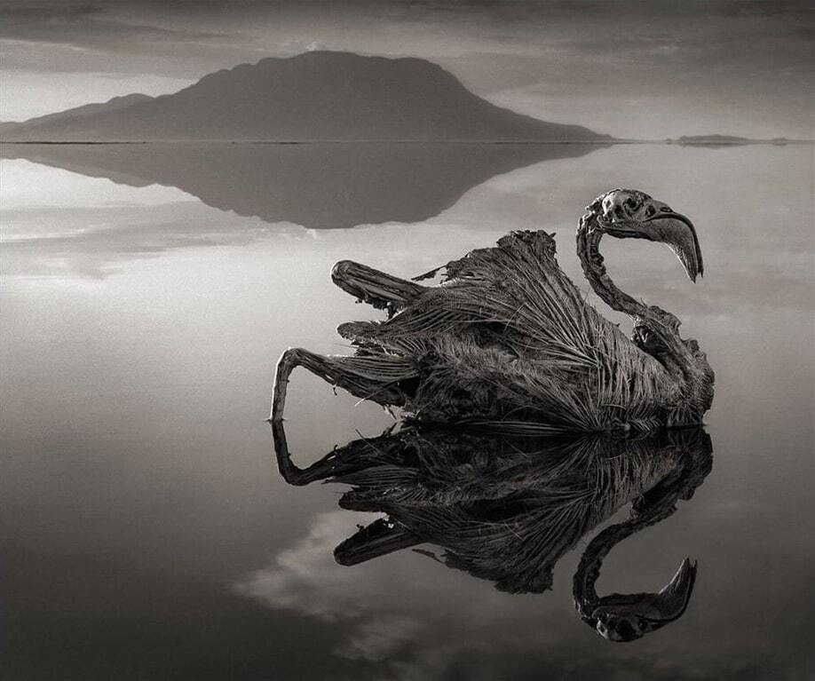 Зловещая красота озера Натрон в Танзании: поразительные фото