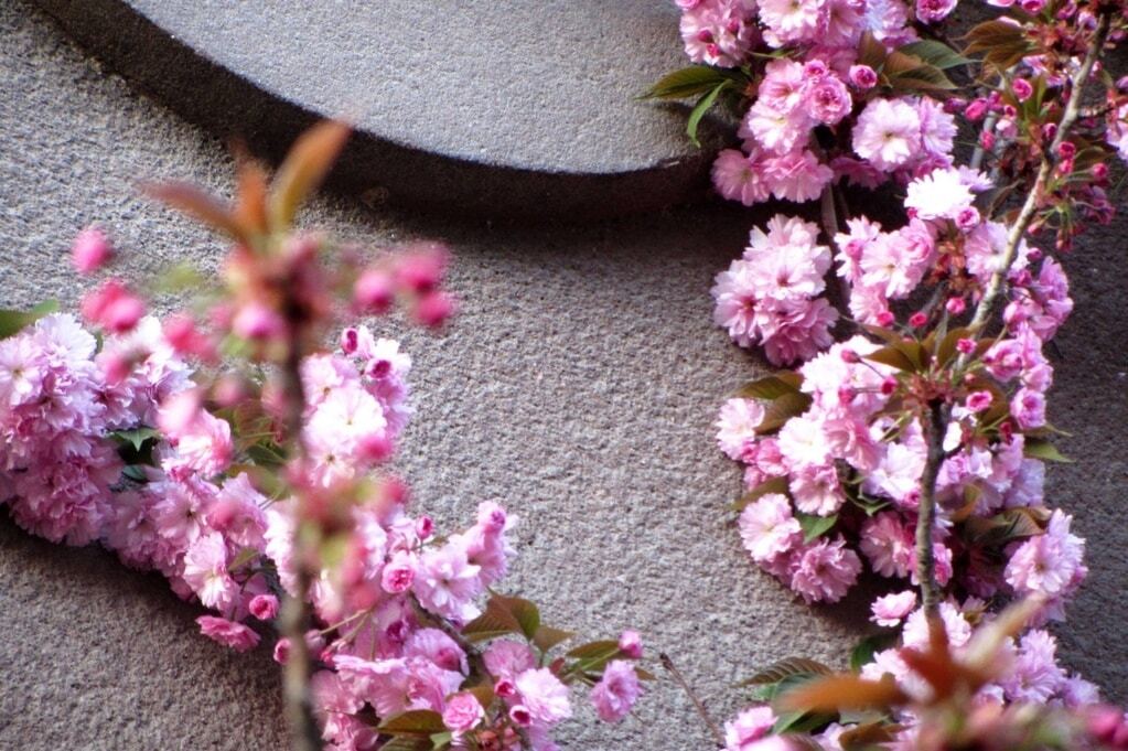 В Ужгороді масово зацвіли сакури: опубліковані фото