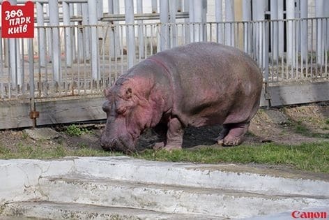 У київському зоопарку бегемотиха-пенсіонерка вийшла на прогулянку: опубліковані фото