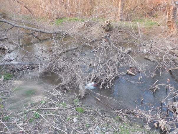 В сети показали, во что "ЛНР-овцы" и путинские байкеры превратили реку в Луганске: фоторепортаж