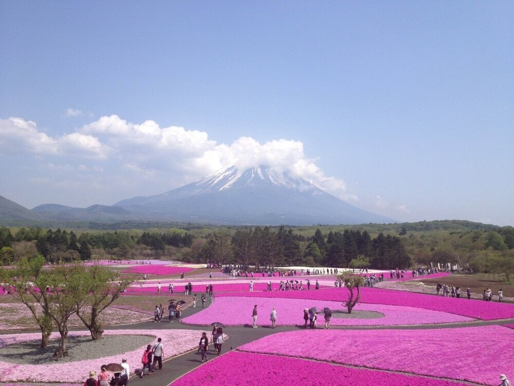 Розовое море: потрясающий фестиваль цветов в Японии