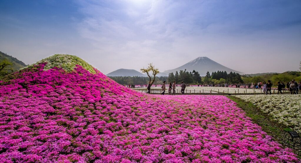 Розовое море: потрясающий фестиваль цветов в Японии