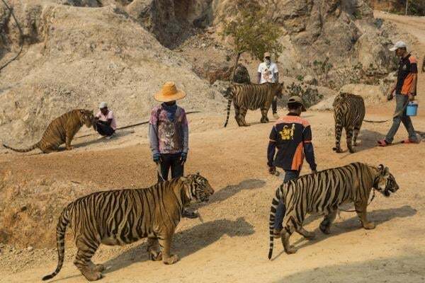 Цепи, клетки и редкие прогулки: опубликованы фото тигриного монастыря в Таиланде