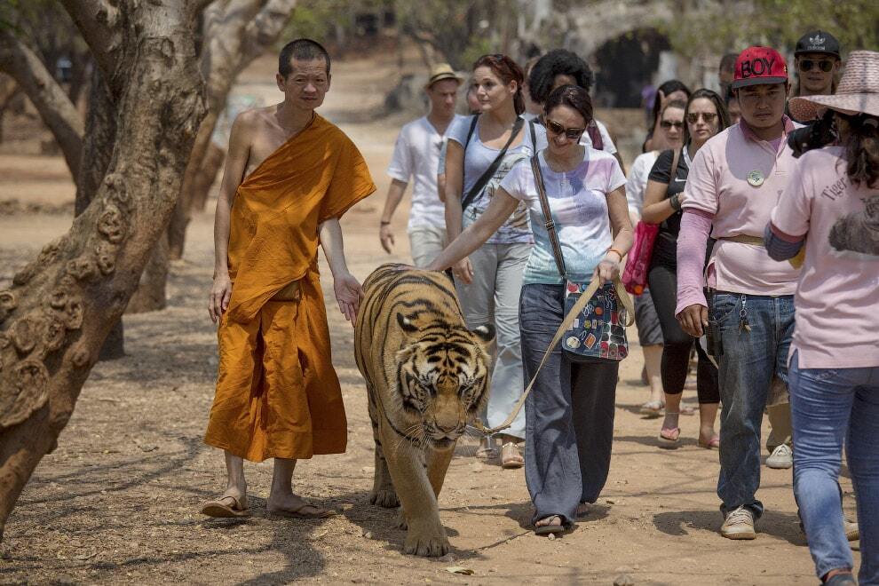 Цепи, клетки и редкие прогулки: опубликованы фото тигриного монастыря в Таиланде