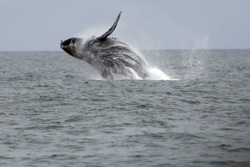 Залив Сан-Франциско "захватили" киты: опубликовано видео