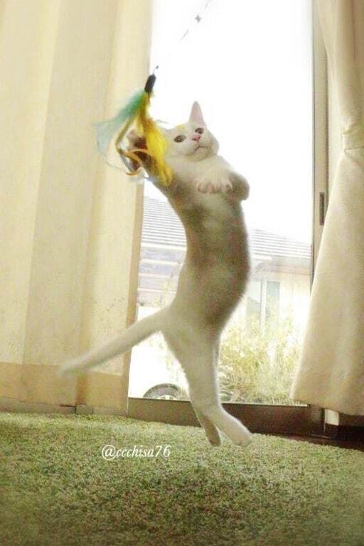 В Японії з'явилася перша кішка-балерина