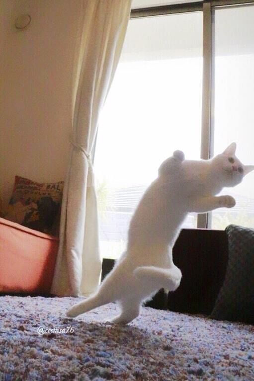 В Японии появилась первая кошка-балерина