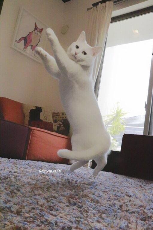 В Японии появилась первая кошка-балерина. Опубликованы фото