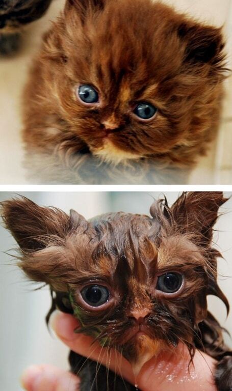 Купание котов: как выглядят домашние любимцы до и после ванны