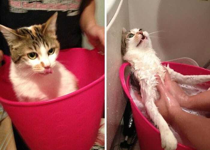 Купание котов: как выглядят домашние любимцы до и после ванны