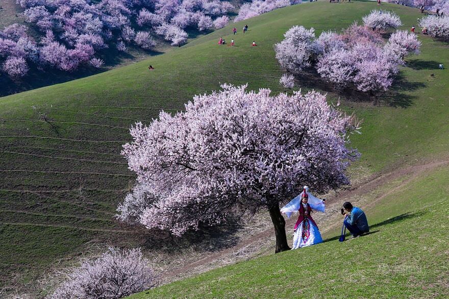 Цветение абрикоса в Китае: захватывающие дух фото