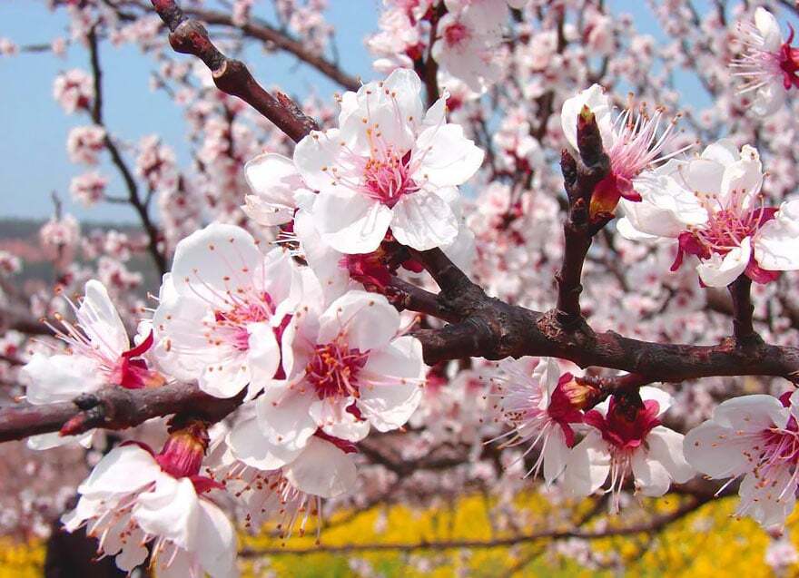 Цветение абрикоса в Китае: захватывающие дух фото