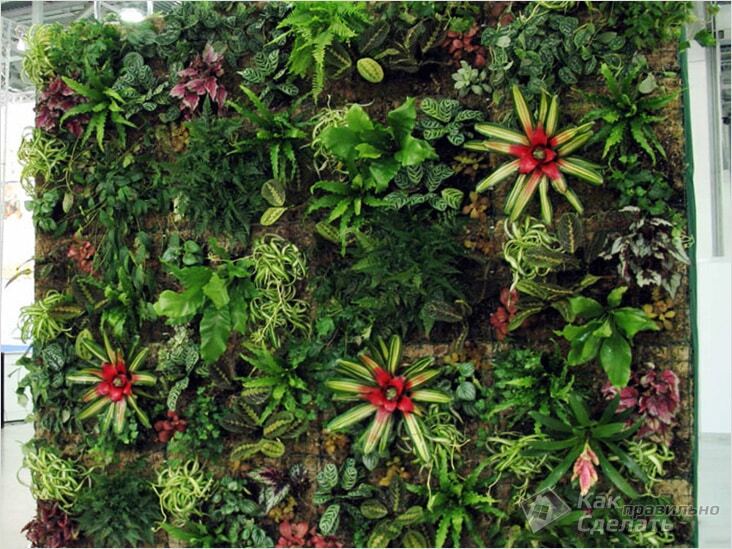 Вертикальный сад в доме – модно и практично