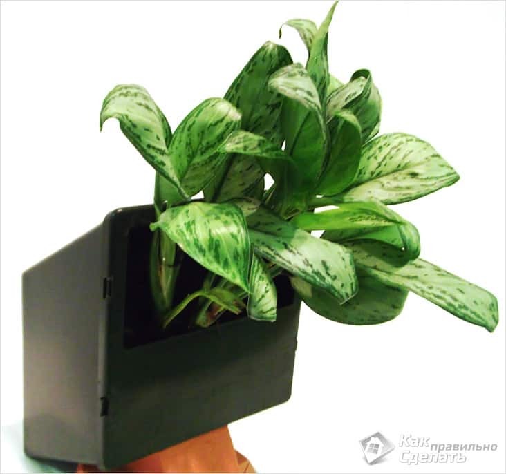 Вертикальный сад в доме – модно и практично