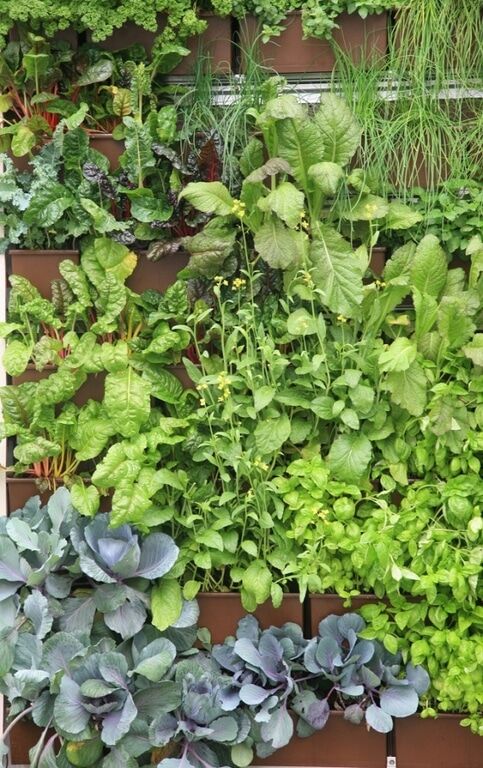 Вертикальный сад в доме – модно и практично