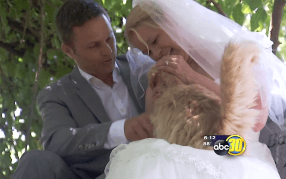 Свадьба в питомнике: пара из Канады поженилась в компании тысячи котов
