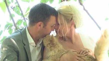 Весілля у розпліднику: пара з Канади одружилася в компанії тисячі котів
