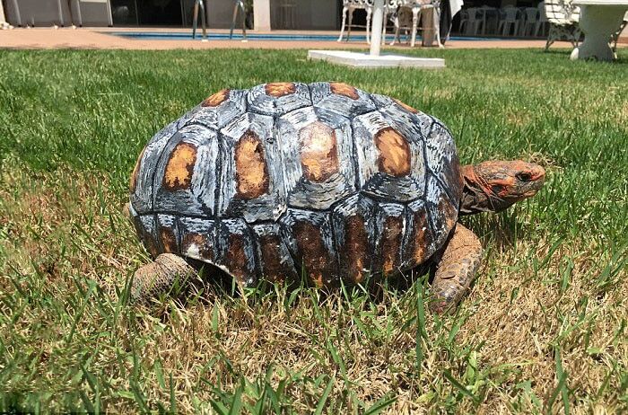 Черепахе впервые напечатали новый панцирь на 3D принтере: опубликованы фото и видео