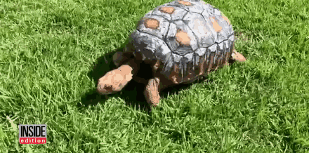Черепахе впервые напечатали новый панцирь на 3D принтере: опубликованы фото и видео
