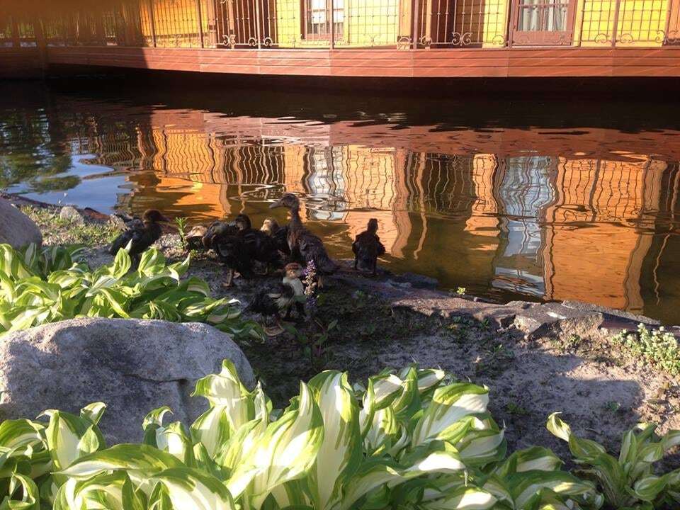 В Киеве утят из засыпанного озера переселили в Межигорье: опубликованы фото