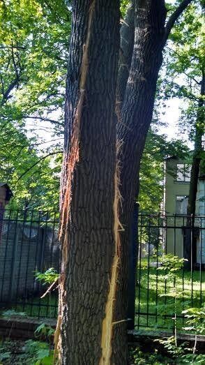 У Києві блискавка вдарила в дерево біля метро