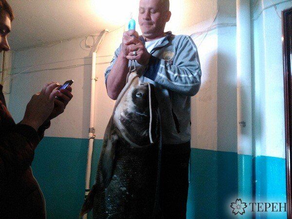 У Тернополі рибалка спіймав у ставі 33-кілограмового "монстра"